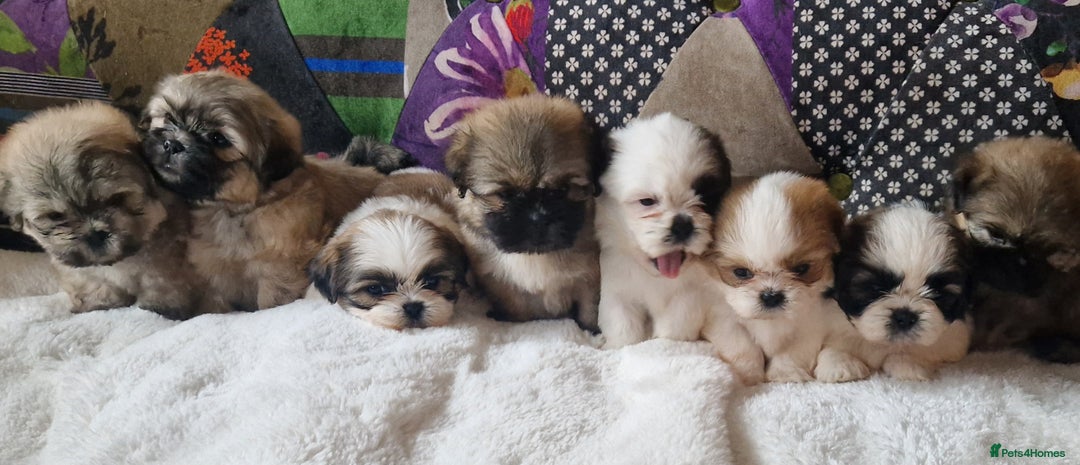 Shih Tzu dogs for sale: Shih-tzu's for sale. - Image 1