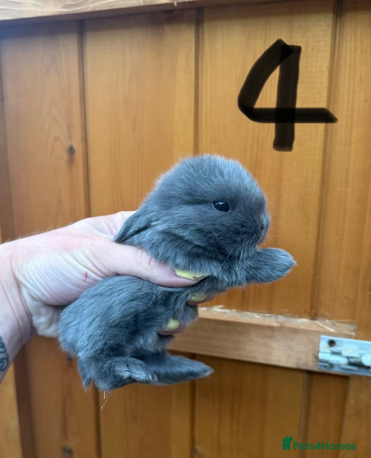 Mini Lop rabbits Pure Blue & Lilac Mini Lops 🩶 - Advert 1