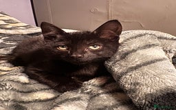 Mixed Breed cats for sale: Beautiful mixed breed kittens  - Image 8