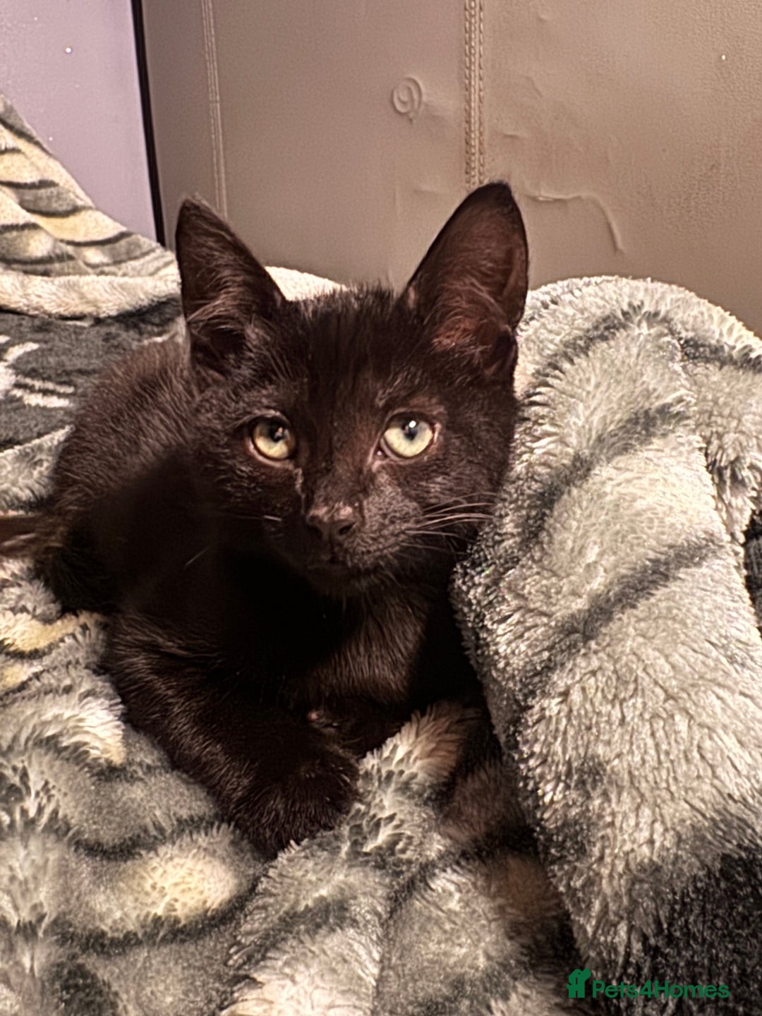 Mixed Breed cats for sale: Beautiful mixed breed kittens  - Image 8