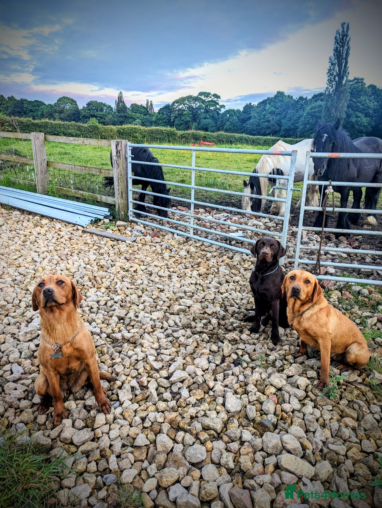 Labrador Retriever dogs for sale: RKC Fox Red Puppies - Fully Health Tested  - Advert 3