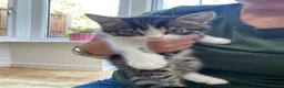 Mixed Breed cats for sale: Kittens - Advert 4