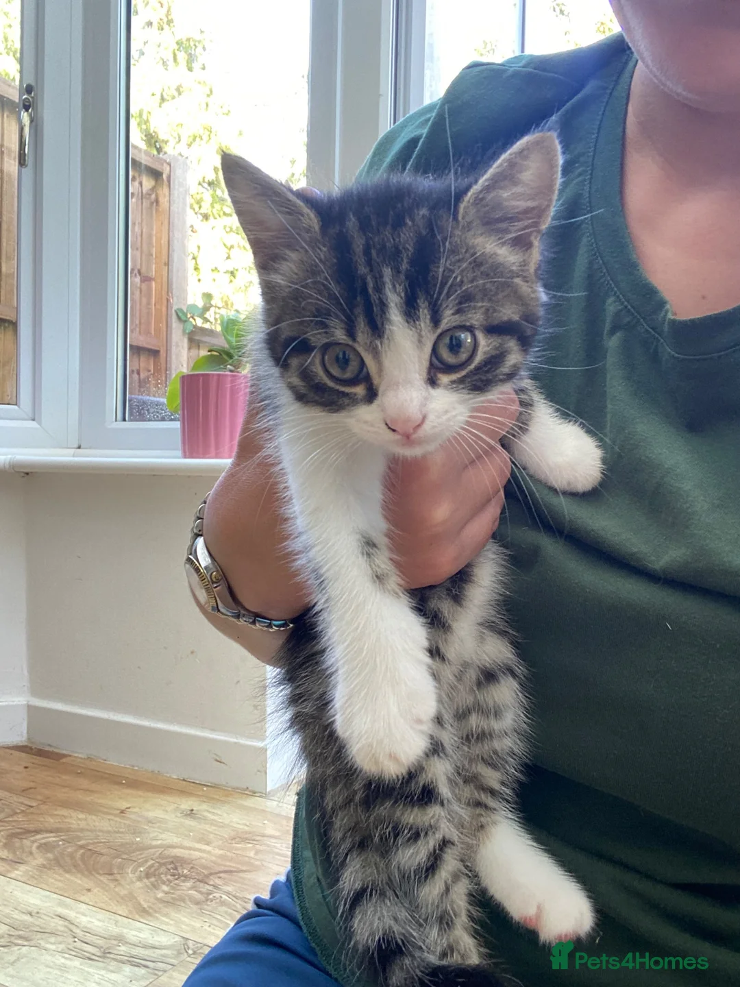 Mixed Breed cats for sale: Kittens - Advert 4