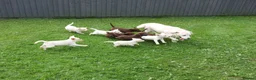 Labrador Retriever dogs for sale: Stunning Health Tested Labrador Puppies - Advert 19