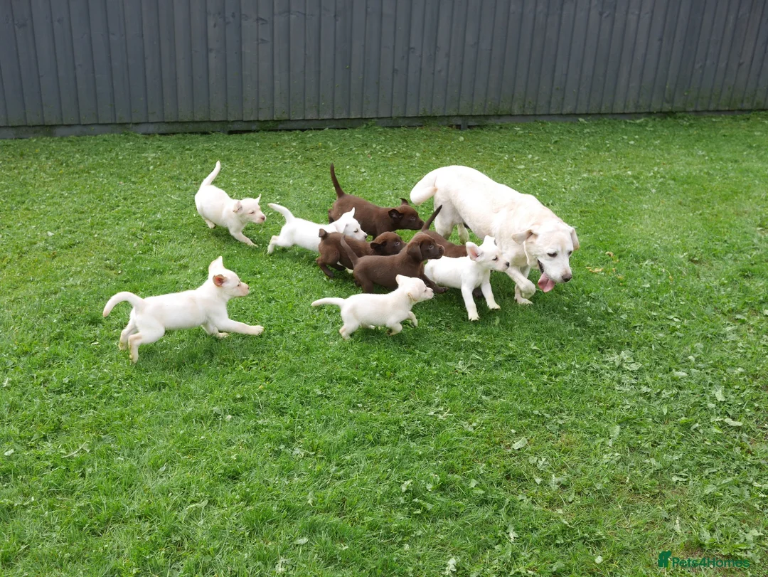 Labrador Retriever dogs for sale: Stunning Health Tested Labrador Puppies - Advert 19