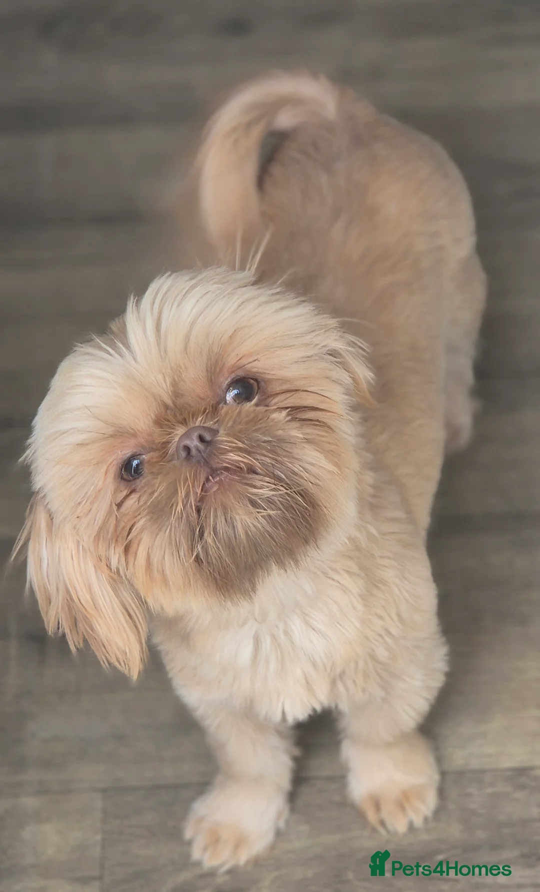 Shih Tzu dogs for sale: Beautiful Karashishi Imperial Shih Tzu Puppies  - Advert 9