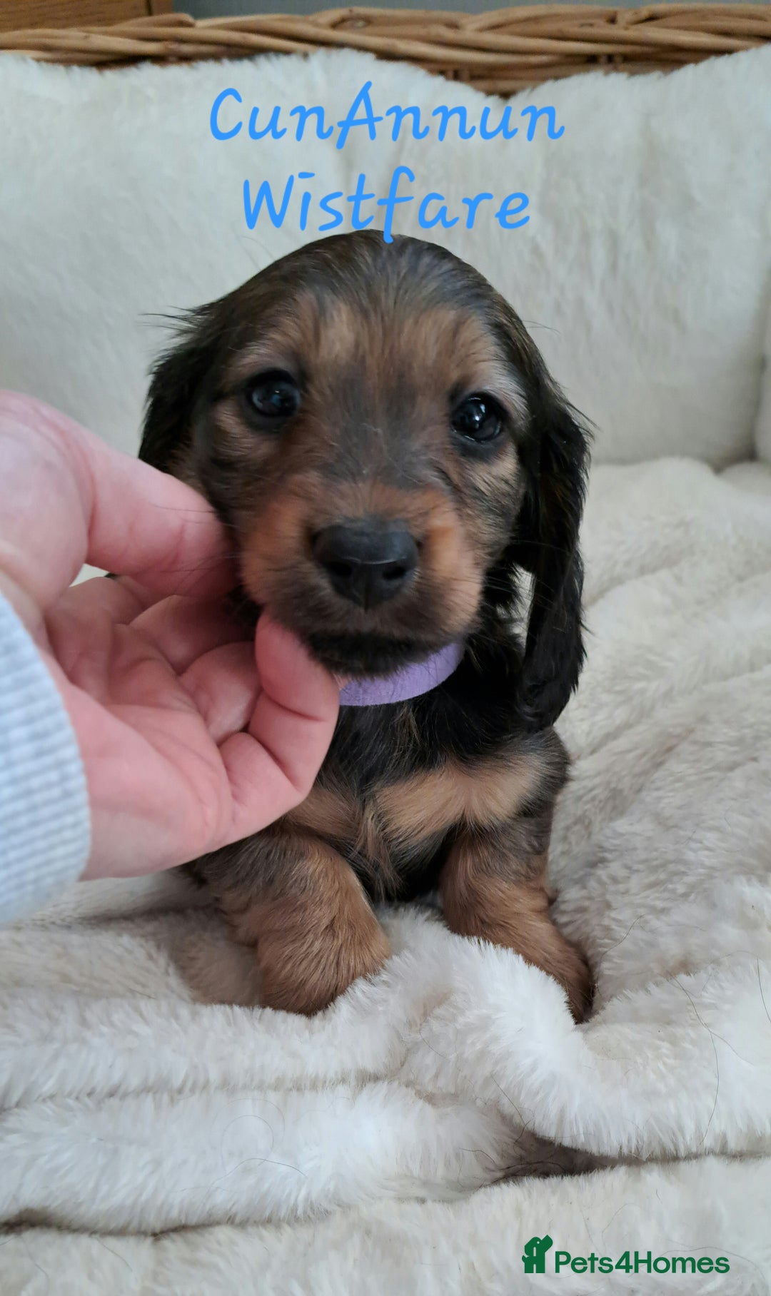 Miniature Dachshund dogs for sale: Kc. Healthtested Miniature Longhaired Dachshund - Advert 9
