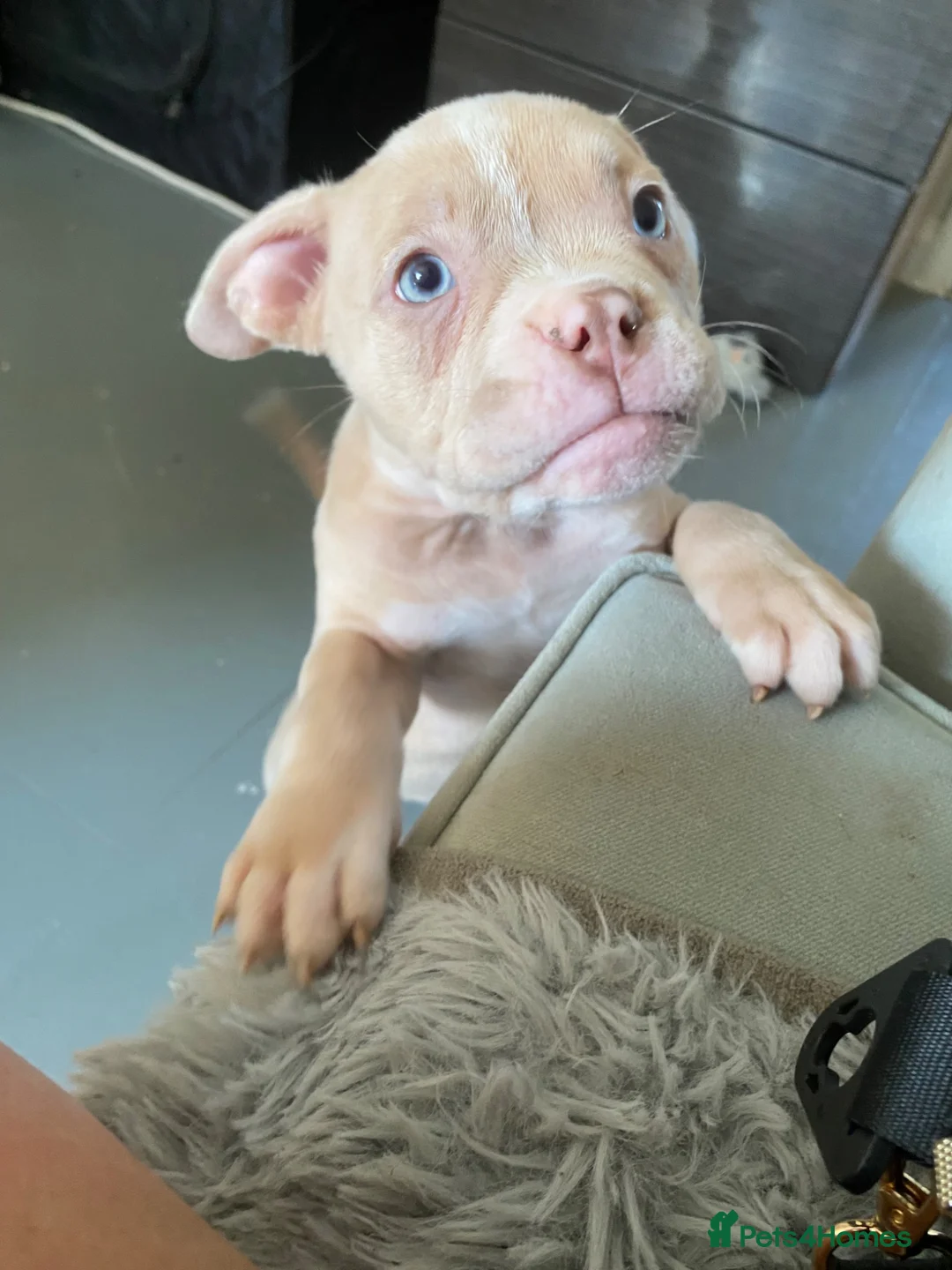 American Bully dogs for sale: Pocket bully puppies - Advert 1