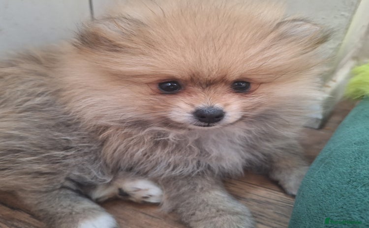 Pomeranian dogs - Advert 15