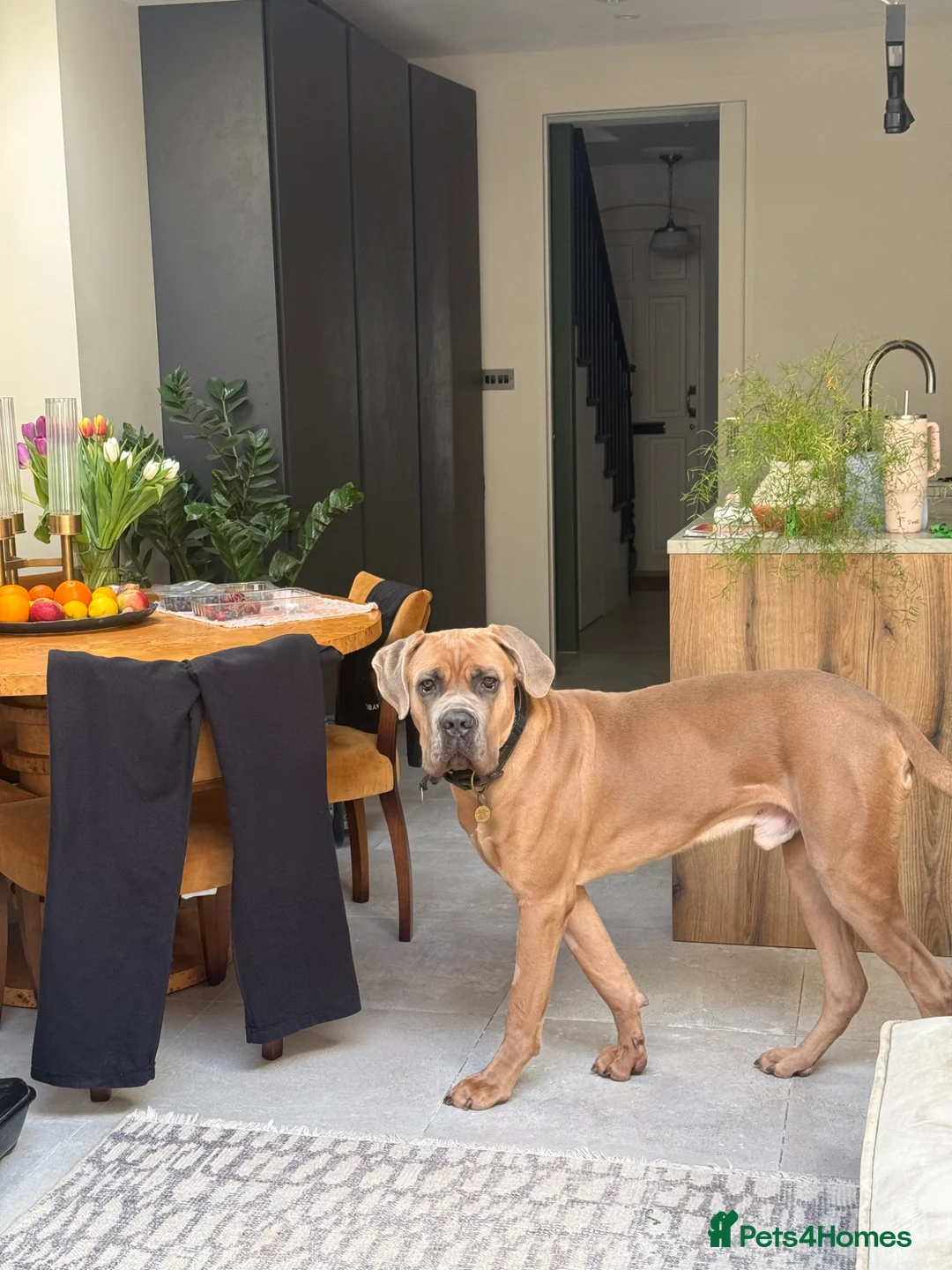 Cane Corso dogs for sale: Formentino 1.5 year old male cane corso  - Advert 2