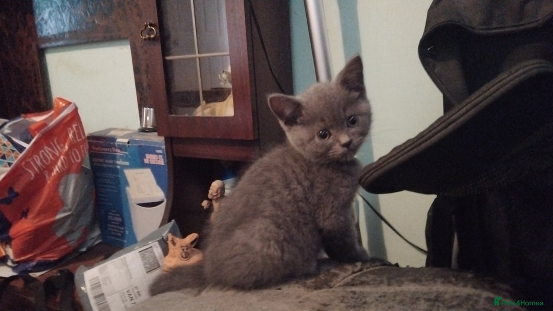 British Shorthair cats for sale: Male Britis short-hair  - Advert 2