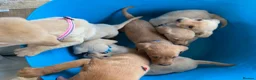 Labrador Retriever dogs for sale: Labrador puppies  - Advert 4