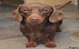 Miniature Dachshund dogs for stud: Mini Smooth Chocolate/Tan Dachshund (Stud Only) - Image 1