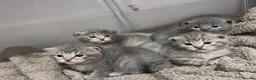 British Shorthair cats for sale: British short hair kittens in London - Advert 11