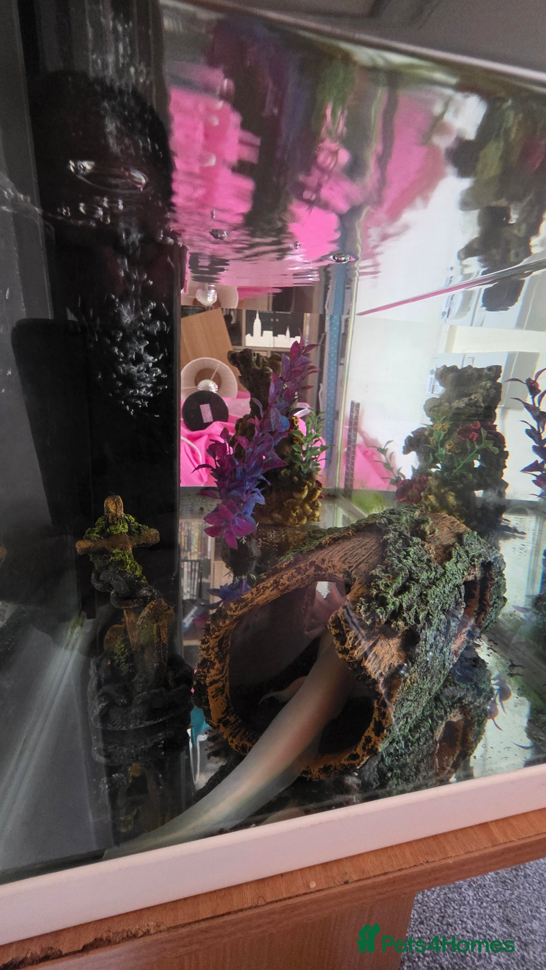 Axolotl reptiles for sale: Axolotl with tank etc - Image 8