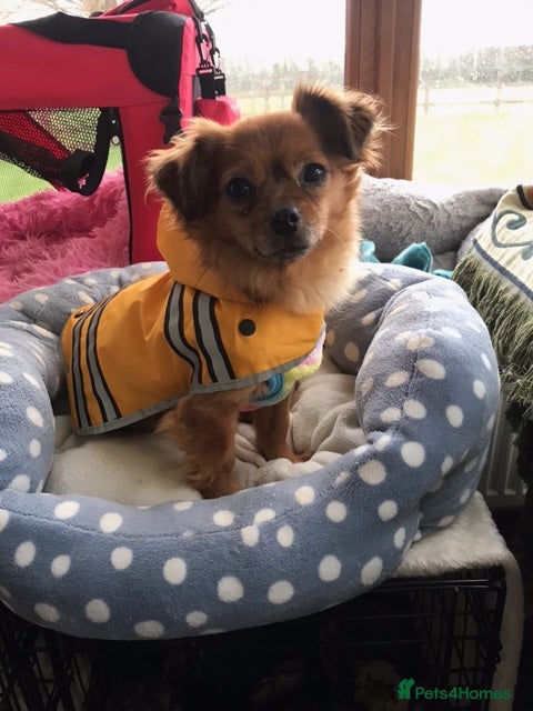 Mixed Breed dogs Tiny Minxy - Advert 15