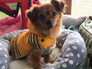 Mixed Breed dogs Tiny Minxy - Advert 15