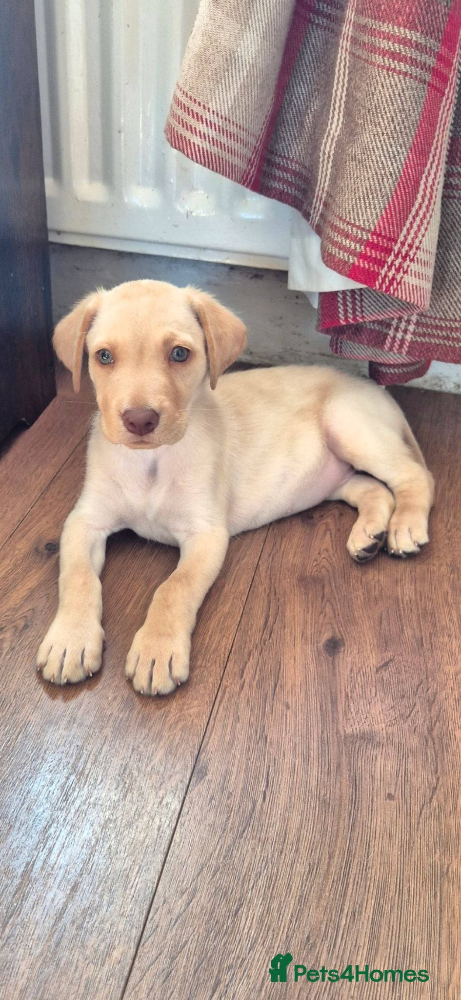 Labrador Retriever dogs Labrador retriever female puppy - Advert 3