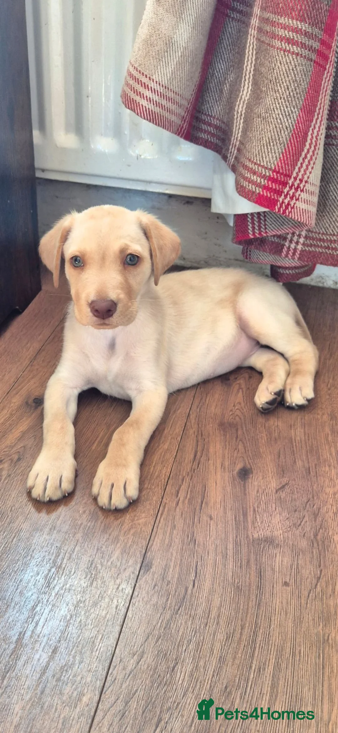 Labrador Retriever dogs for sale: Labrador retriever female puppy - Advert 1