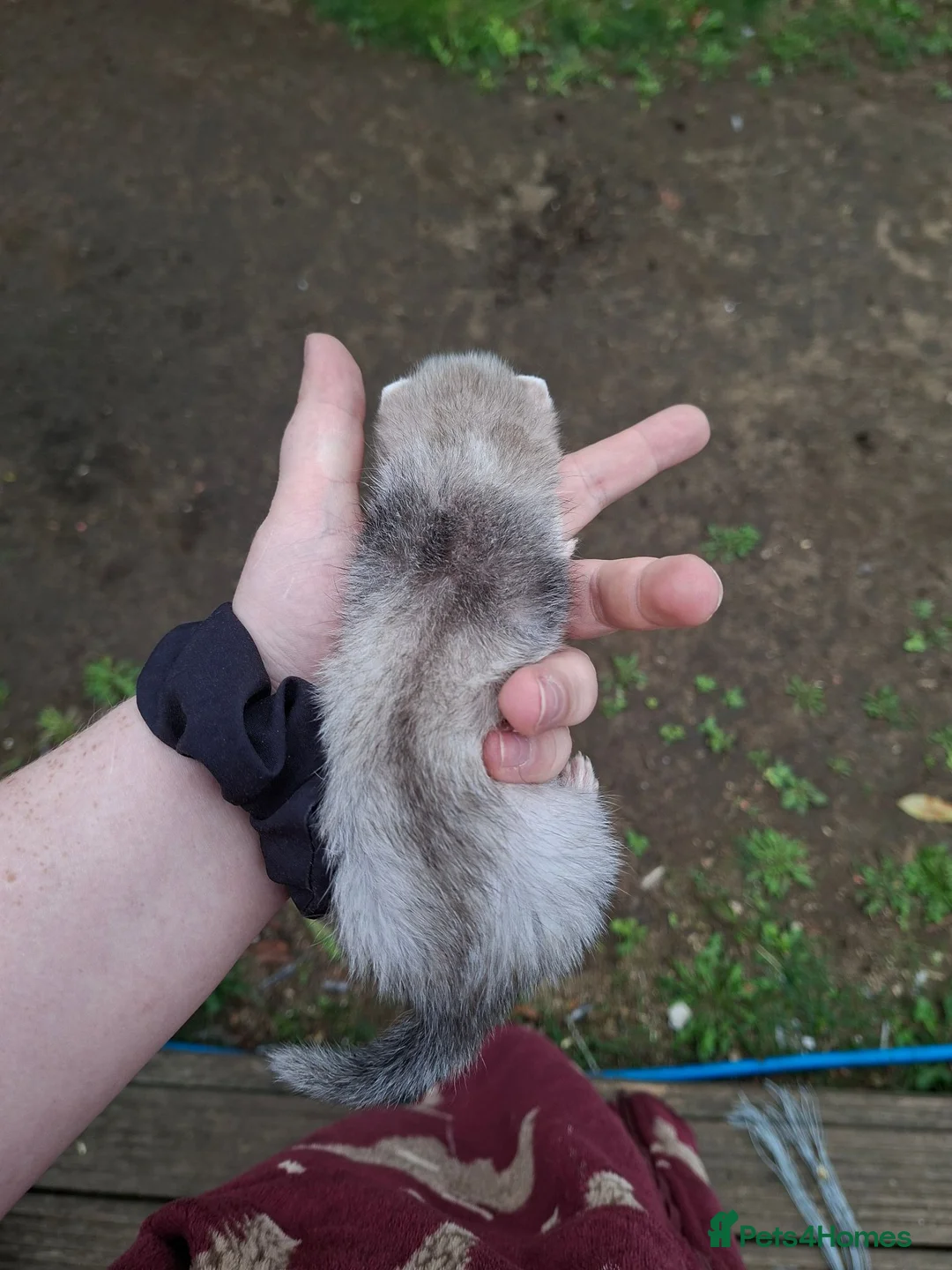 Ferret rodents for sale: Kits  - Advert 10
