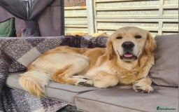Golden Retriever dogs for stud: KC Golden Retriever for Stud - Image 1