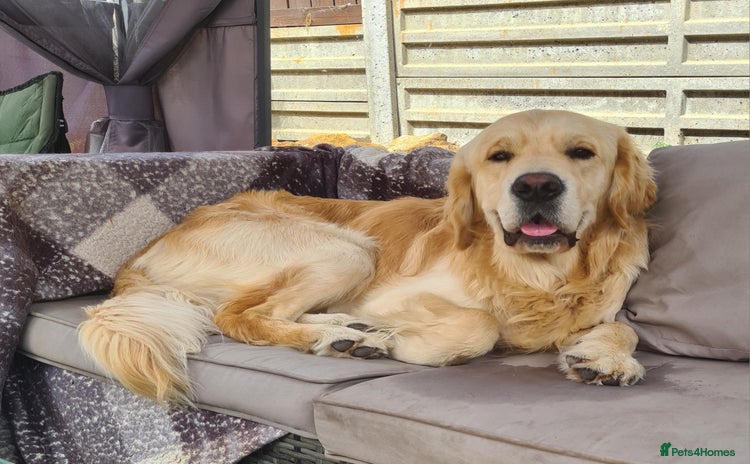 Golden Retriever dogs - Advert 3