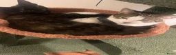 Mixed Breed cats for sale: In need of a new home  - Advert 2