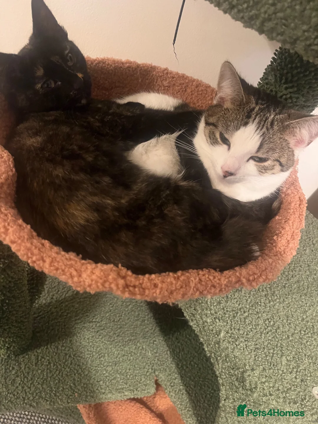 Mixed Breed cats for sale: In need of a new home  - Advert 2