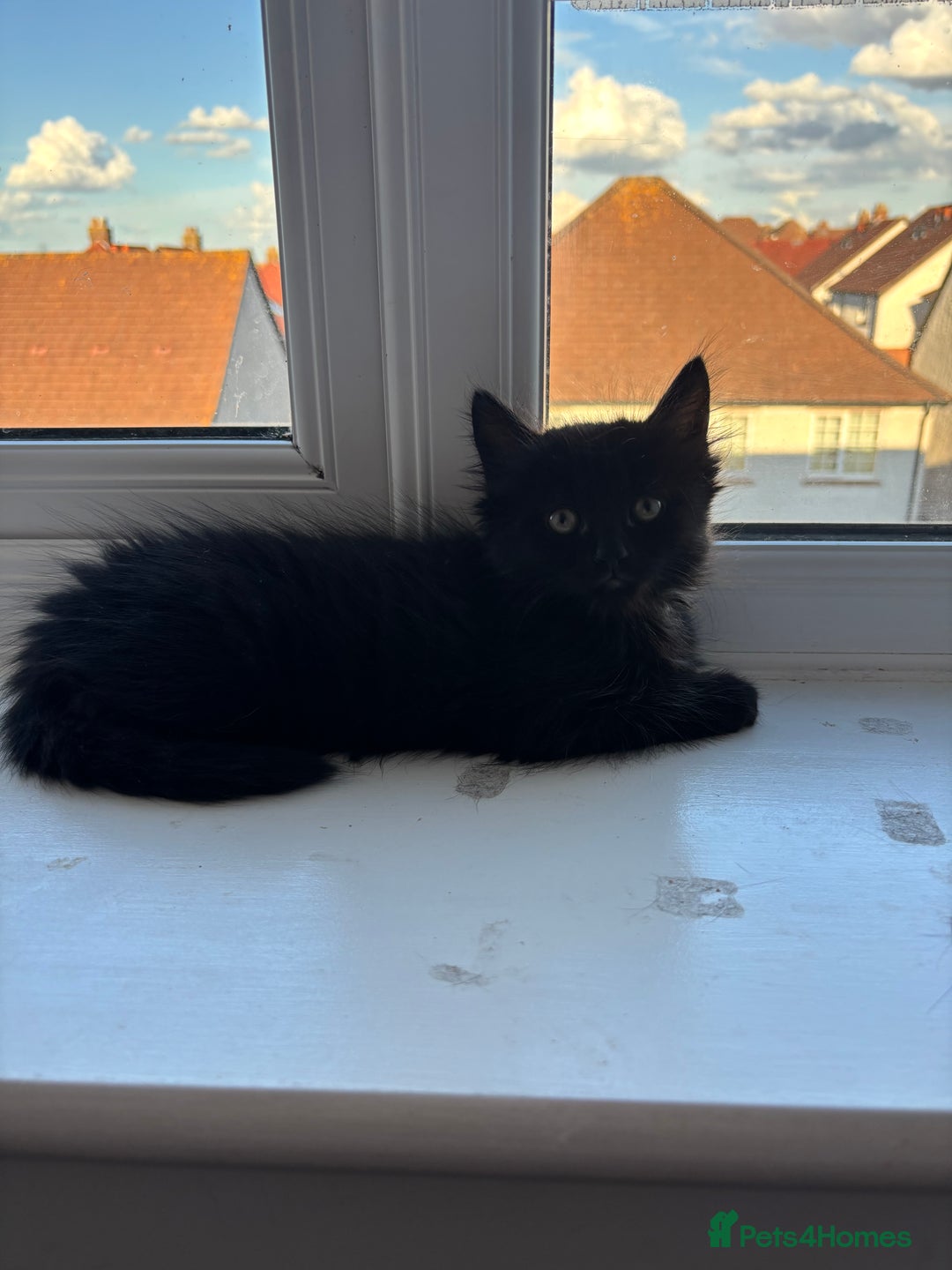 British Longhair cats for sale: 1 x British Long Hair & 2 x British Short Hair - Image 6