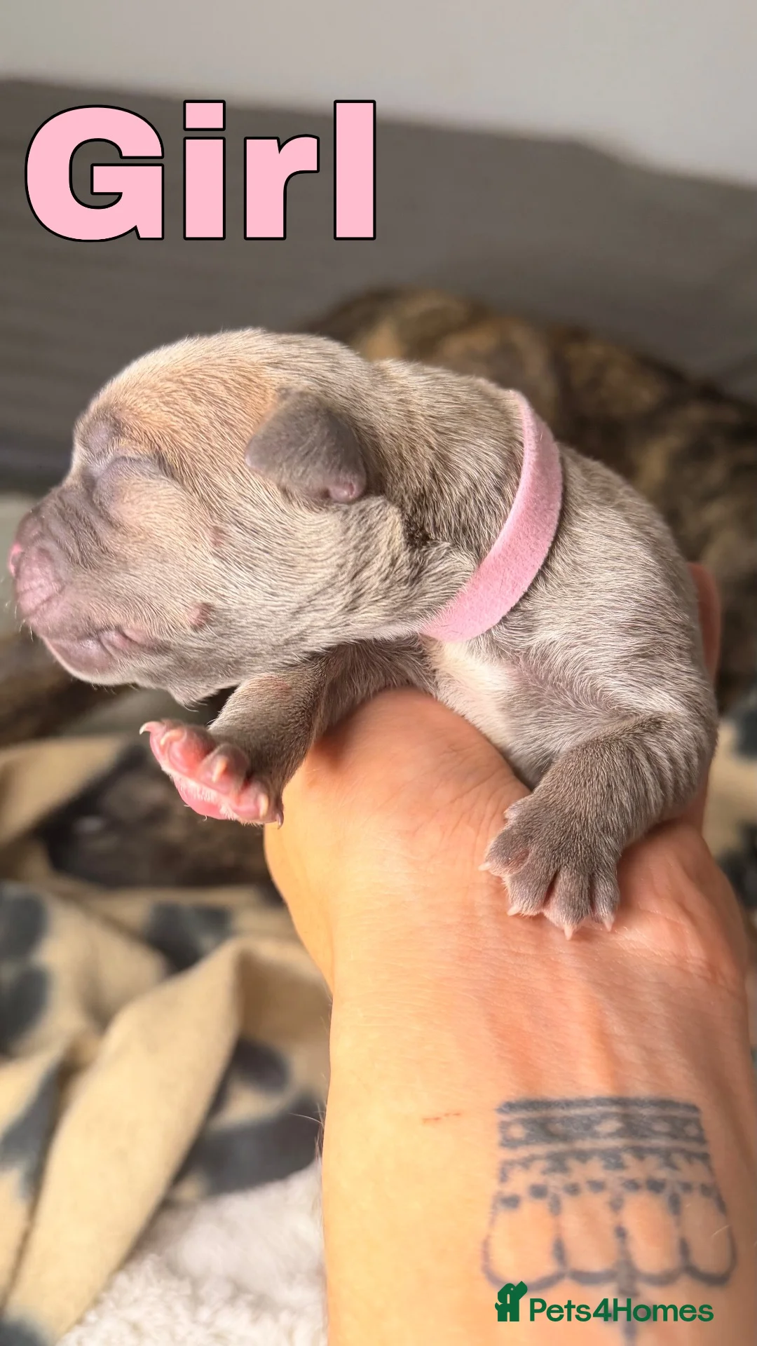 Mixed Breed dogs for sale: Cane Corso mixed breed puppies in London - Advert 1