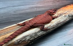 Bearded Dragon reptiles for sale: Insane Red Monster Bearded Dragon - Image 1