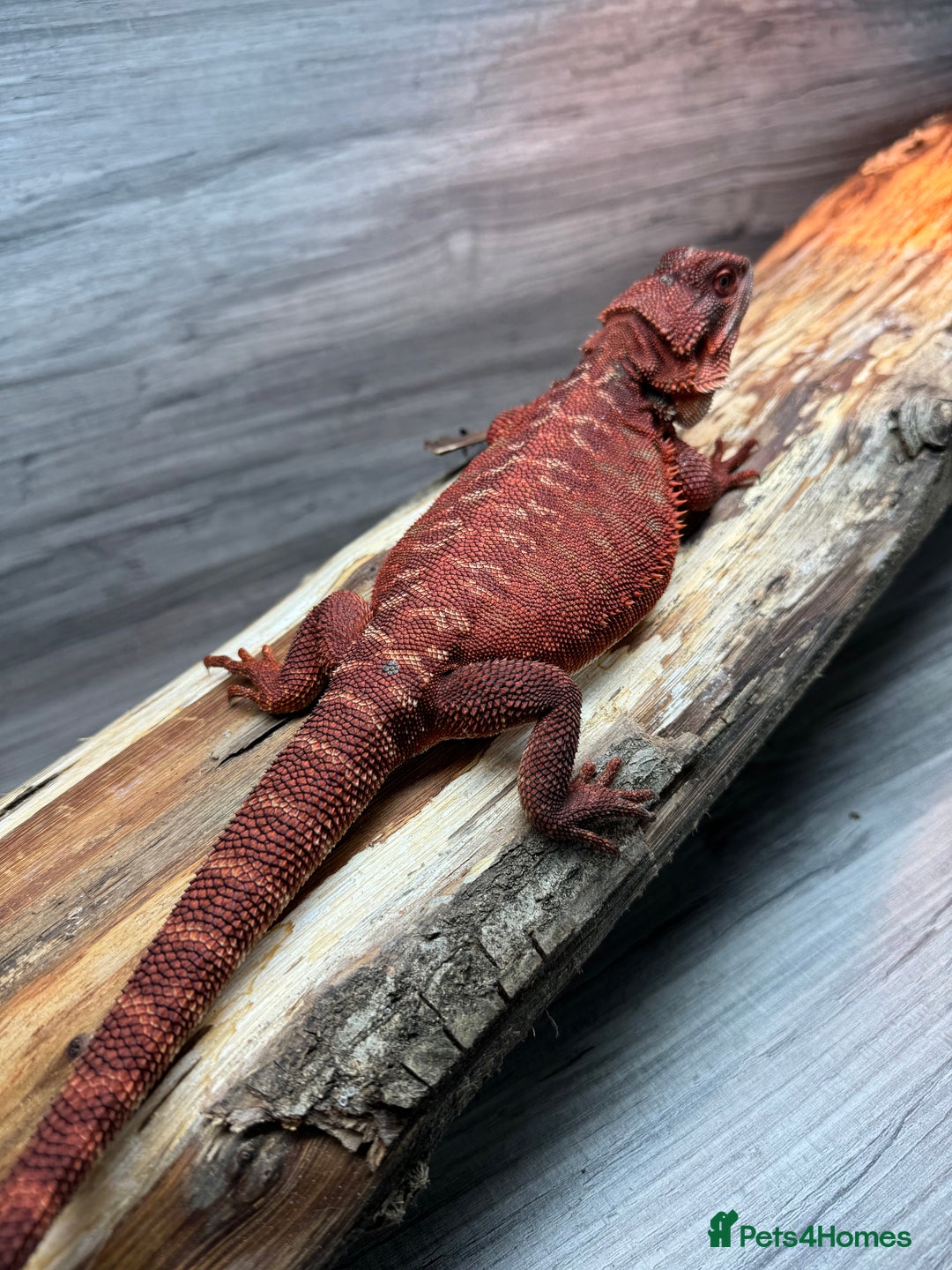Bearded Dragon reptiles for sale: Insane Red Monster Bearded Dragon - Image 1