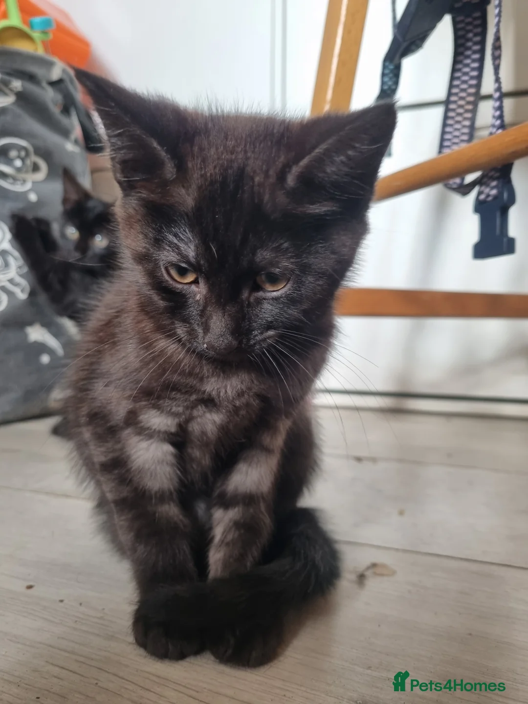 Maine Coon cats for sale: 3 adorable Maine coon girls  - Advert 13