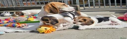 Beagle dogs for sale: Stunning Litter of KC Registered Beagle Pups  in Thirsk - Advert 20