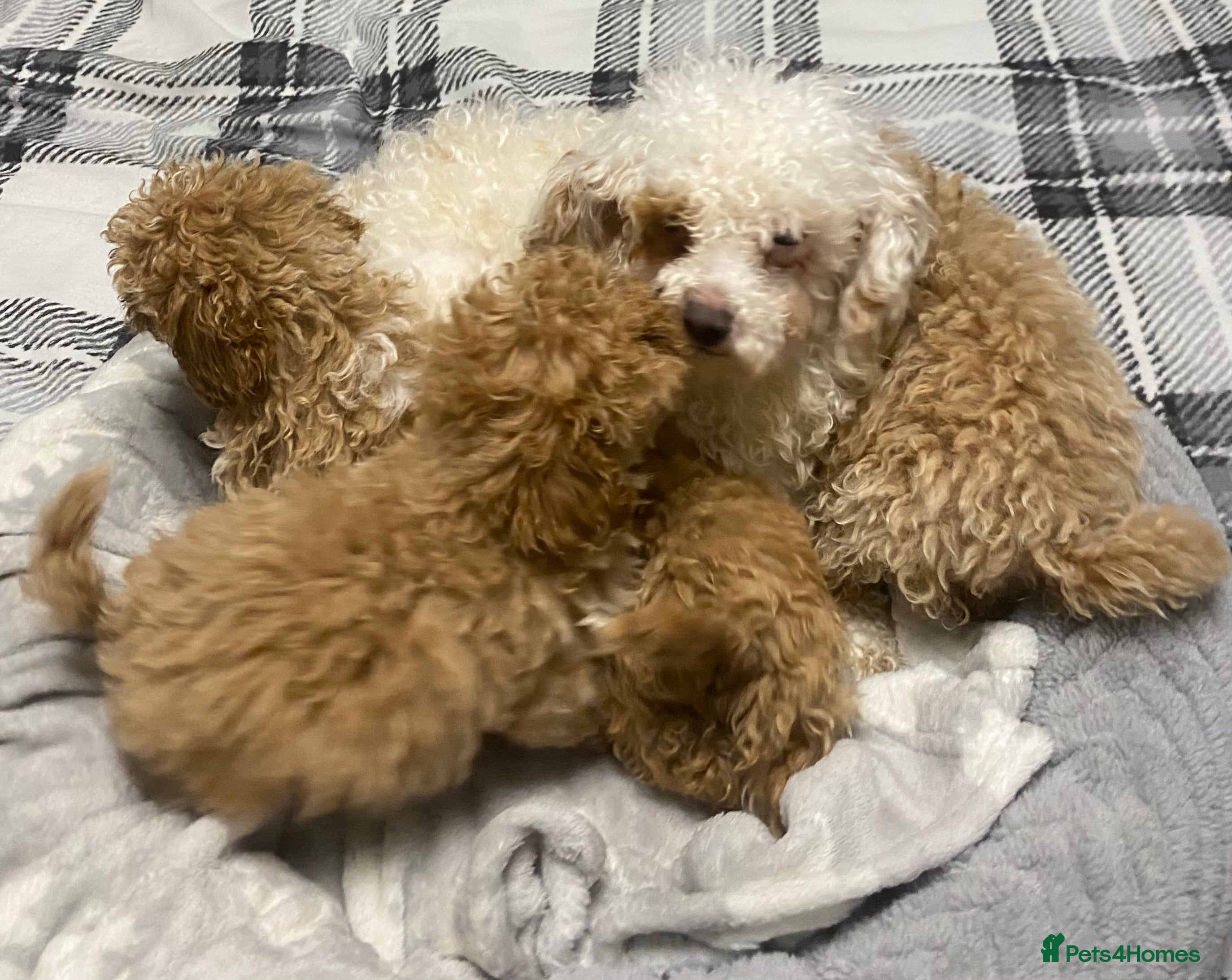 Toy Poodle dogs Beautiful Toy Poodle puppies  - Advert 7