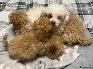 Toy Poodle dogs Beautiful Toy Poodle puppies - Advert 7