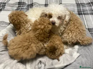 Toy Poodle dogs Beautiful Toy Poodle puppies - Advert 12