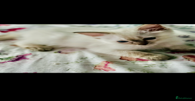 Ragdoll cats - Advert 8