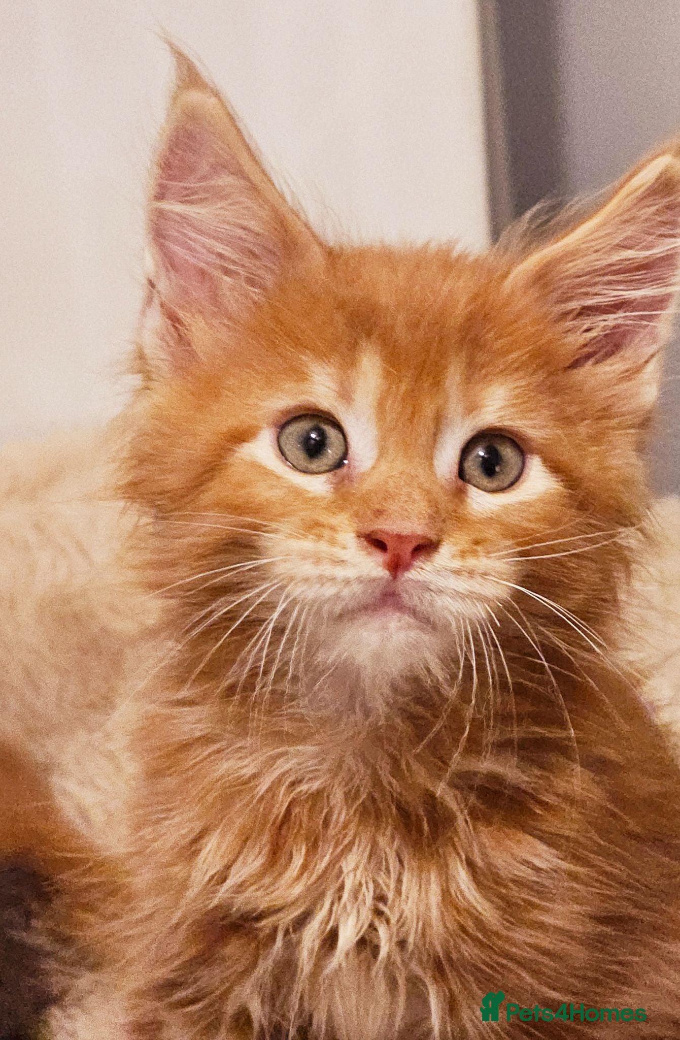 Maine Coon cats Tica Reg Maine coon kittens  - Advert 1