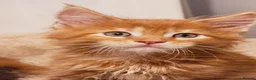 Maine Coon cats for sale: Tica Reg Maine coon kittens  in Truro - Advert 14
