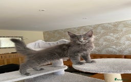 Maine Coon cats for sale: Maine Coon Kittens for sale solid blue is  female  - Image 1