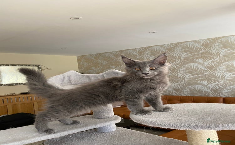 Maine Coon cats - Advert 2