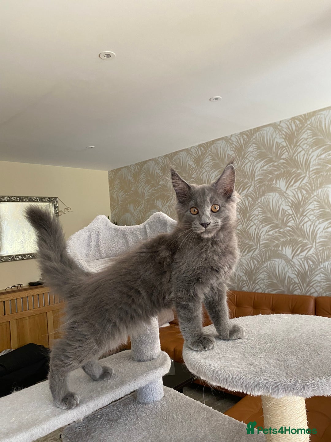 Maine Coon cats for sale: Maine Coon Kittens for sale solid blue is  female  - Image 1