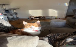 Domestic Shorthair cats for sale: Gorgeous Male Domestic Shorthair Tabby - Image 5