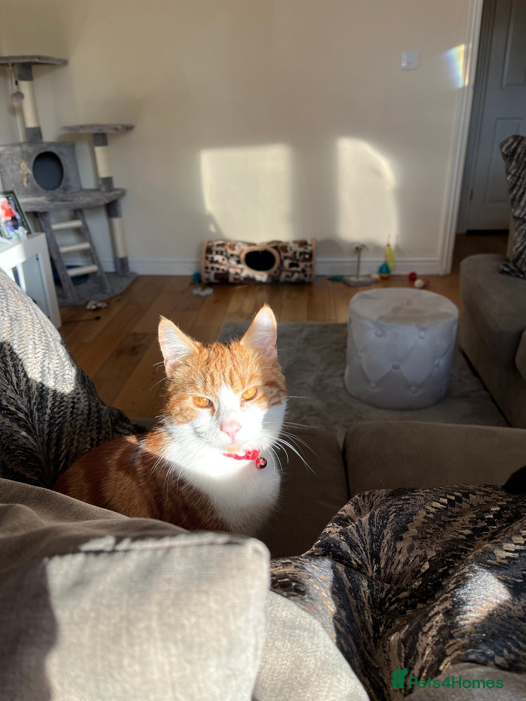 Domestic Shorthair cats for sale: Gorgeous Male Domestic Shorthair Tabby - Image 5
