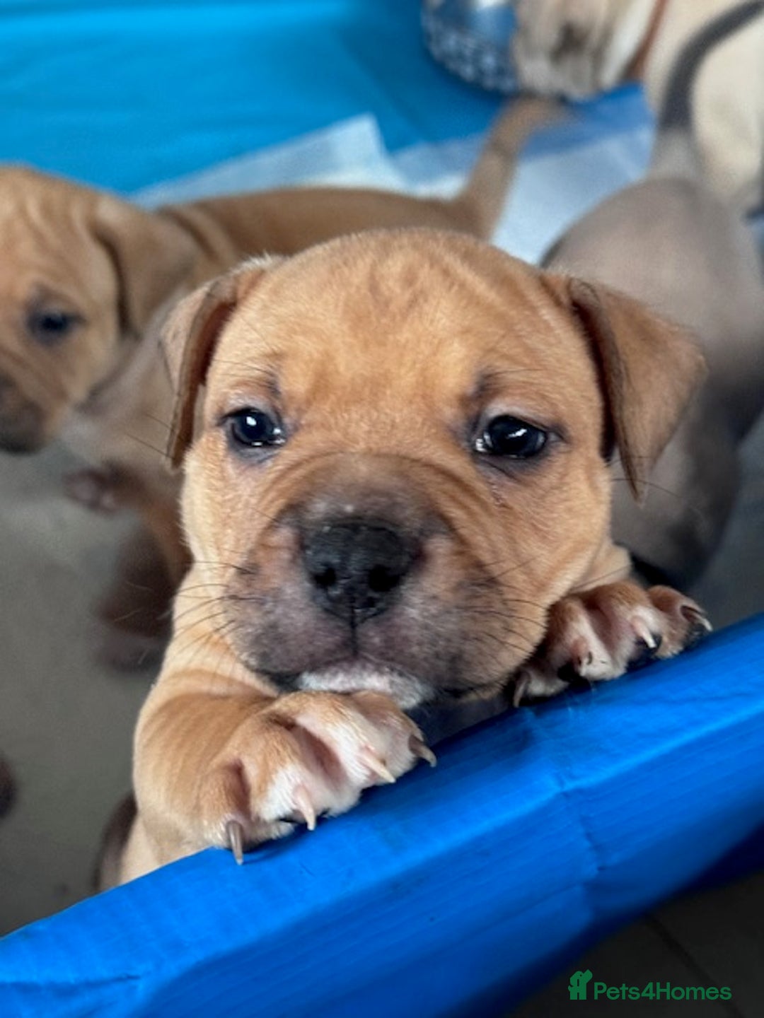 Mixed Breed dogs for sale: Pocket bully (mom) x staffy - Image 6