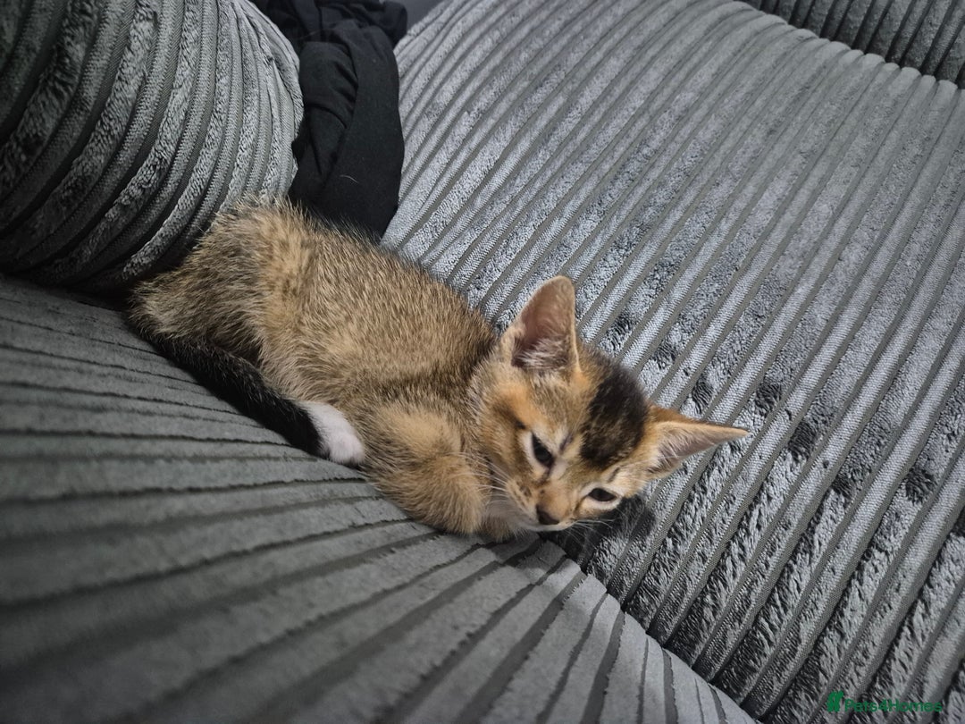 Abyssinian cats for sale: Abyssinian X Bengal Kittens - Image 2