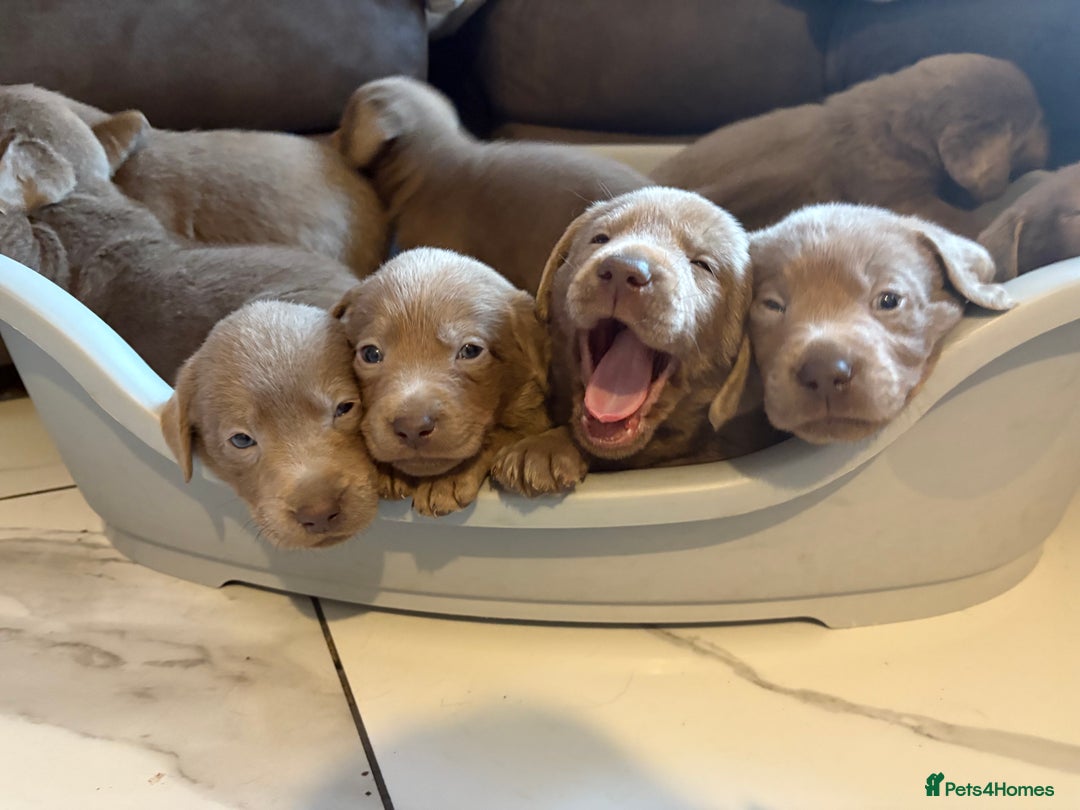 Labrador Retriever dogs for sale: Silver Labrador retriever puppies - Advert 36