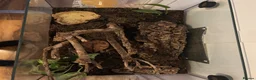 Scorpions invertebrates for sale: Asian forest scorpion  - Advert 4