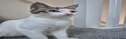 Mixed Breed cats for sale: 4m/o male foster for new home  - Advert 2
